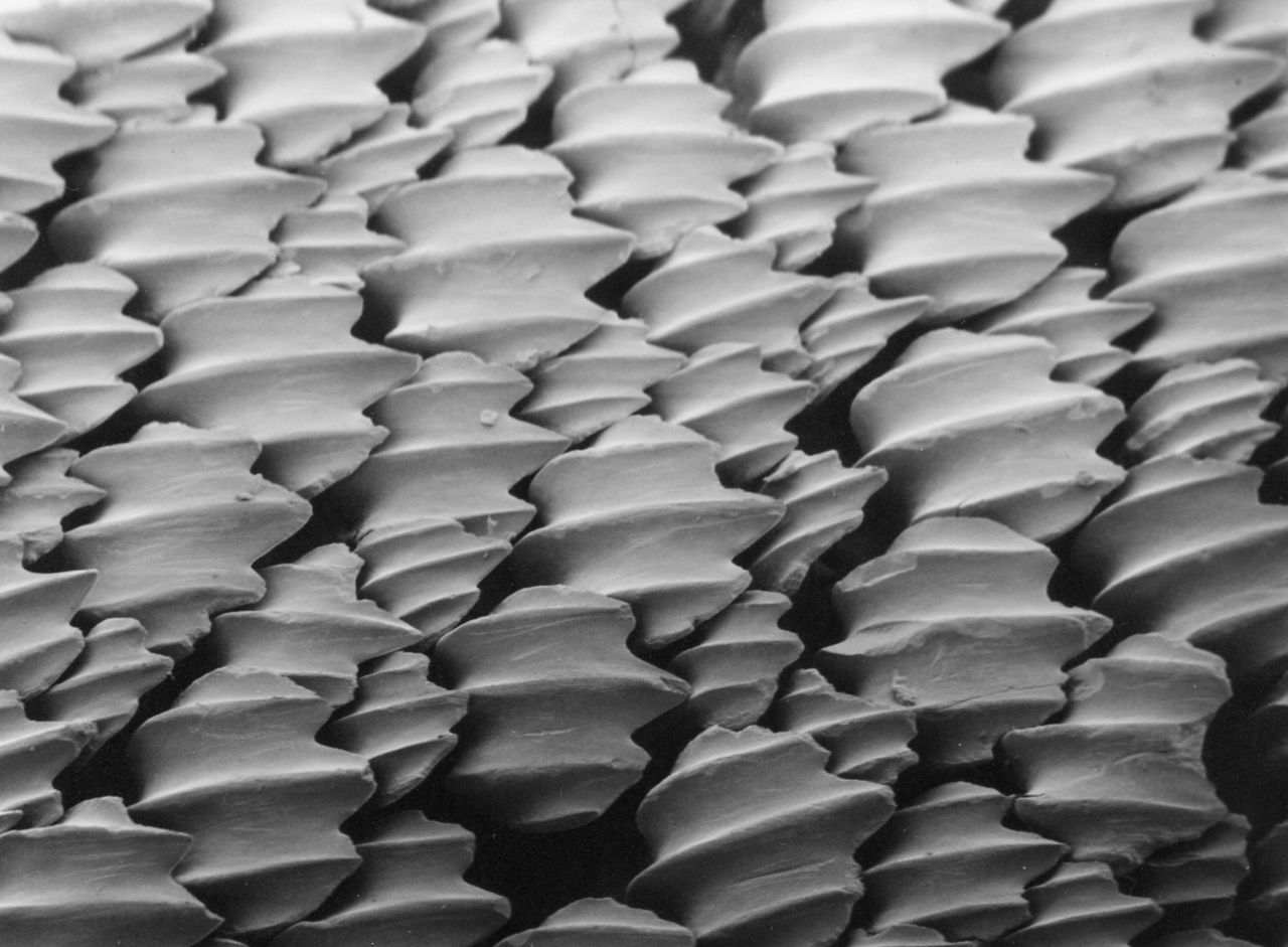 Shark-Inspired Cover Gets Rid of 99 Percent of Surface Bacteria Shark-Inspired Cover Gets Rid of 99 Percent of Surface Bacteria