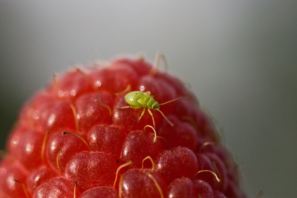 The Very Strange Science of Aphids