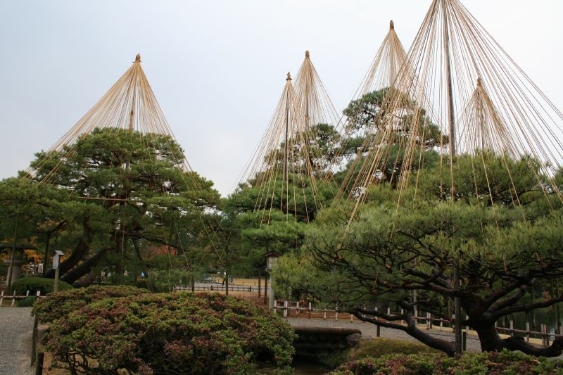 Japanese Tree Suspenders Save Branches from Breaking in the Snow -  Interesting Engineering