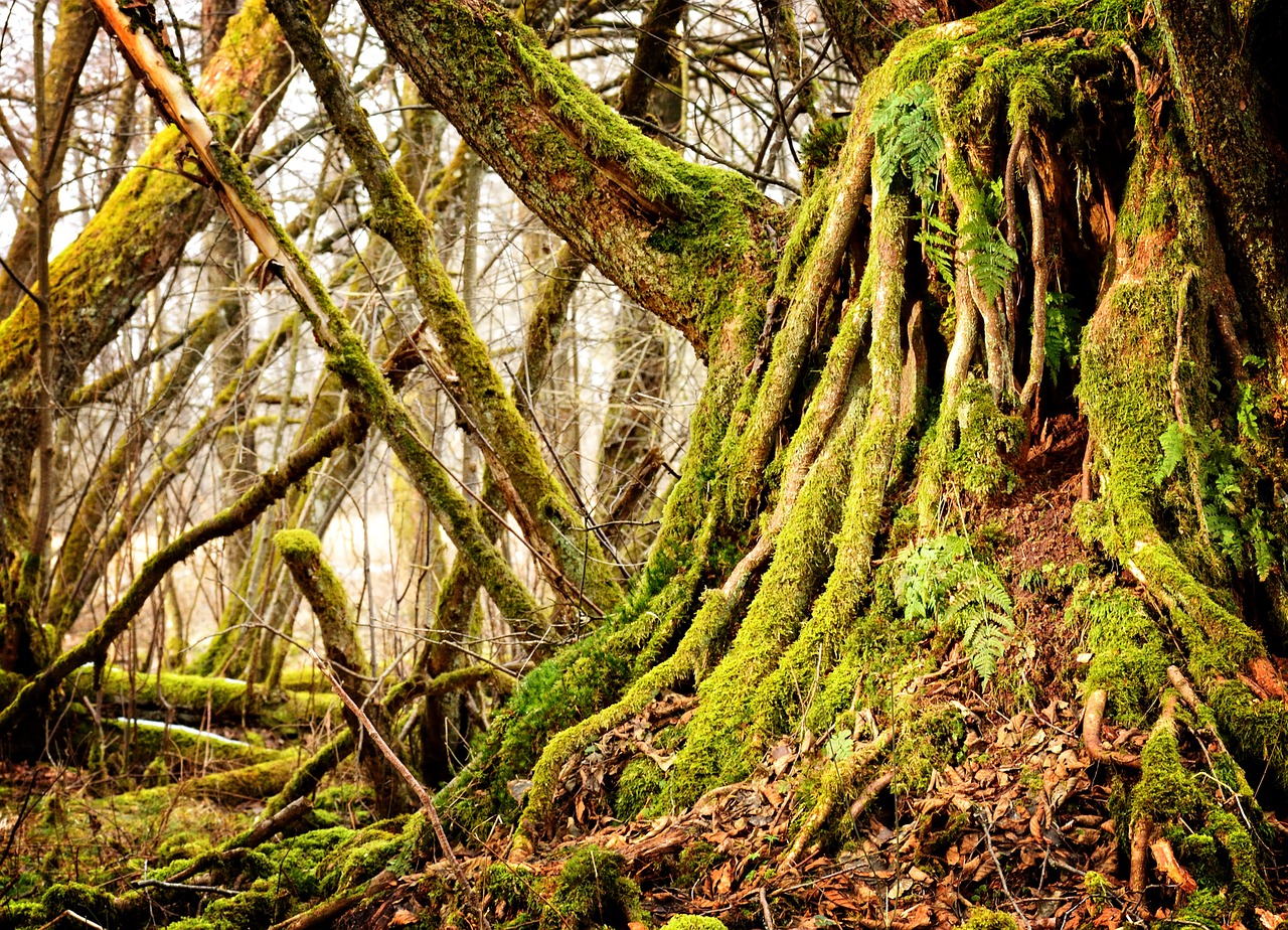 Researcher Discovers That Trees Talk to Each Other, Literally!