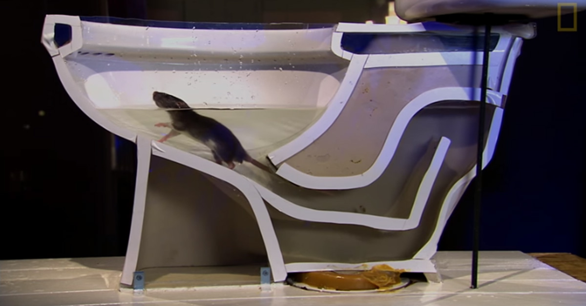 Watch How Rats Can Maneuver Up Your Toilets