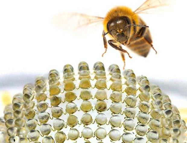 Bionic Camera Inspired by Insects