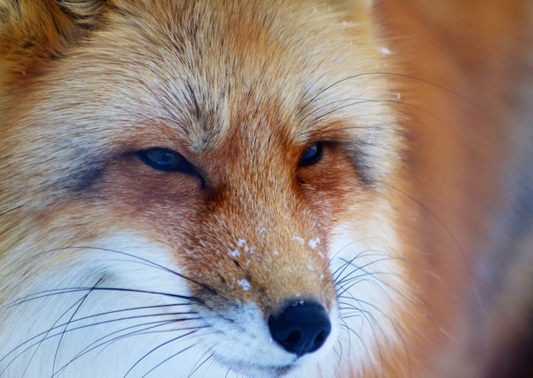 Foxes Using Energy New Discovery: Foxes Track Prey Using Magnetic Fields