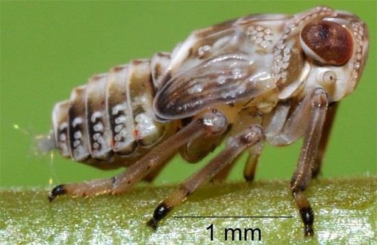 Transformer bug has tiny gears in its back legs