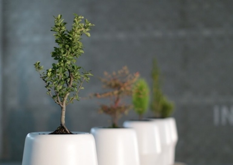 Biodegradable Capsule Turns Your Body into a Tree