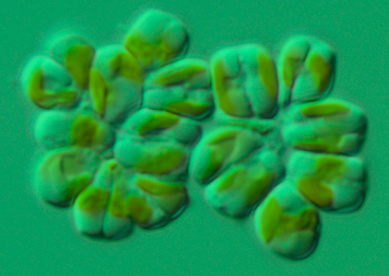 Microalgae Pic Microalgae: the Tiny Item of the Sea that Might Save Human Existence