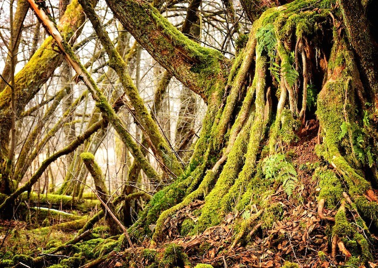 Tree Talk View Researcher Discovers That Trees Talk to Each Other, Literally!