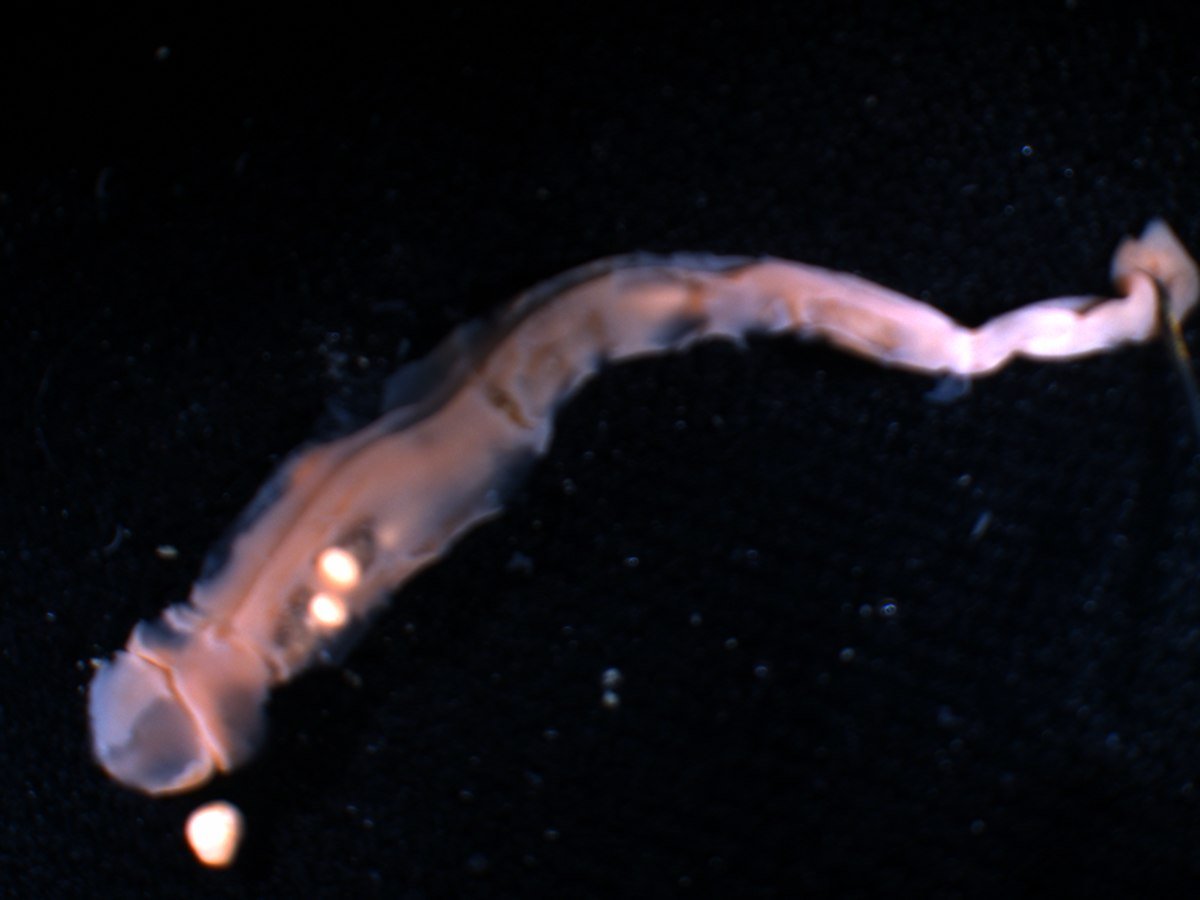 7 Animals That Look Exactly Like Dong 7 Animals That Look Exactly Like Dong