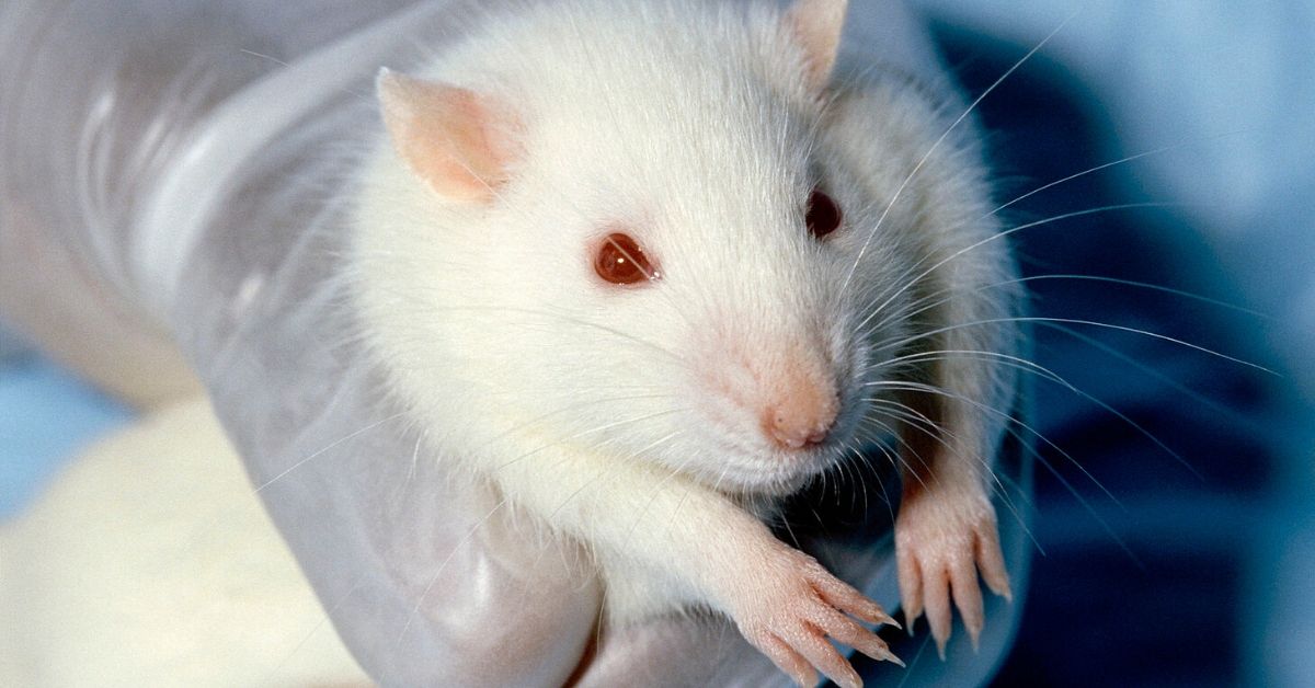 Young Rat Plasma Successfully Reversed Aging 54% in Old Rats, Say ...