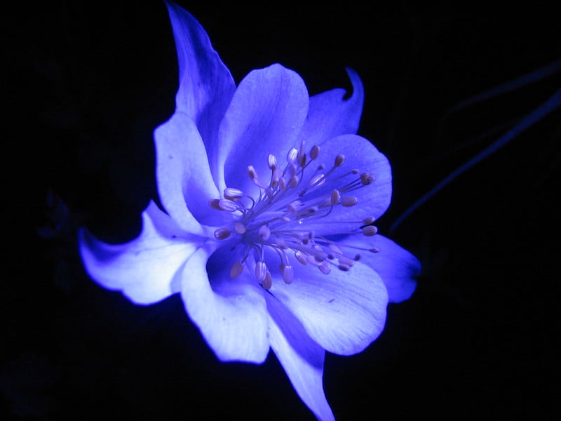 uv camera flower