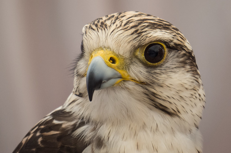 reconstructing the dead modern animals