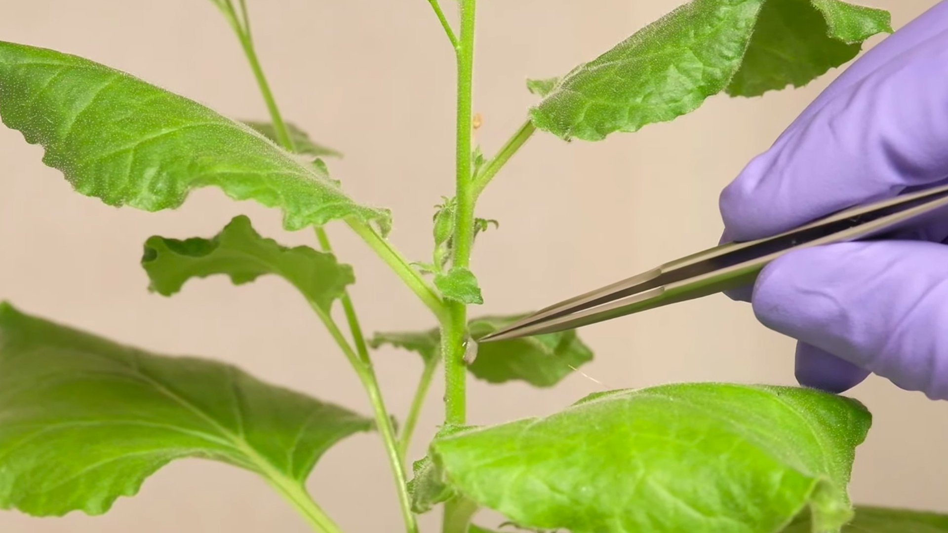 chili red hot pepper plant Tiny Chinese Organic Hot Pepper Seeds main image 0