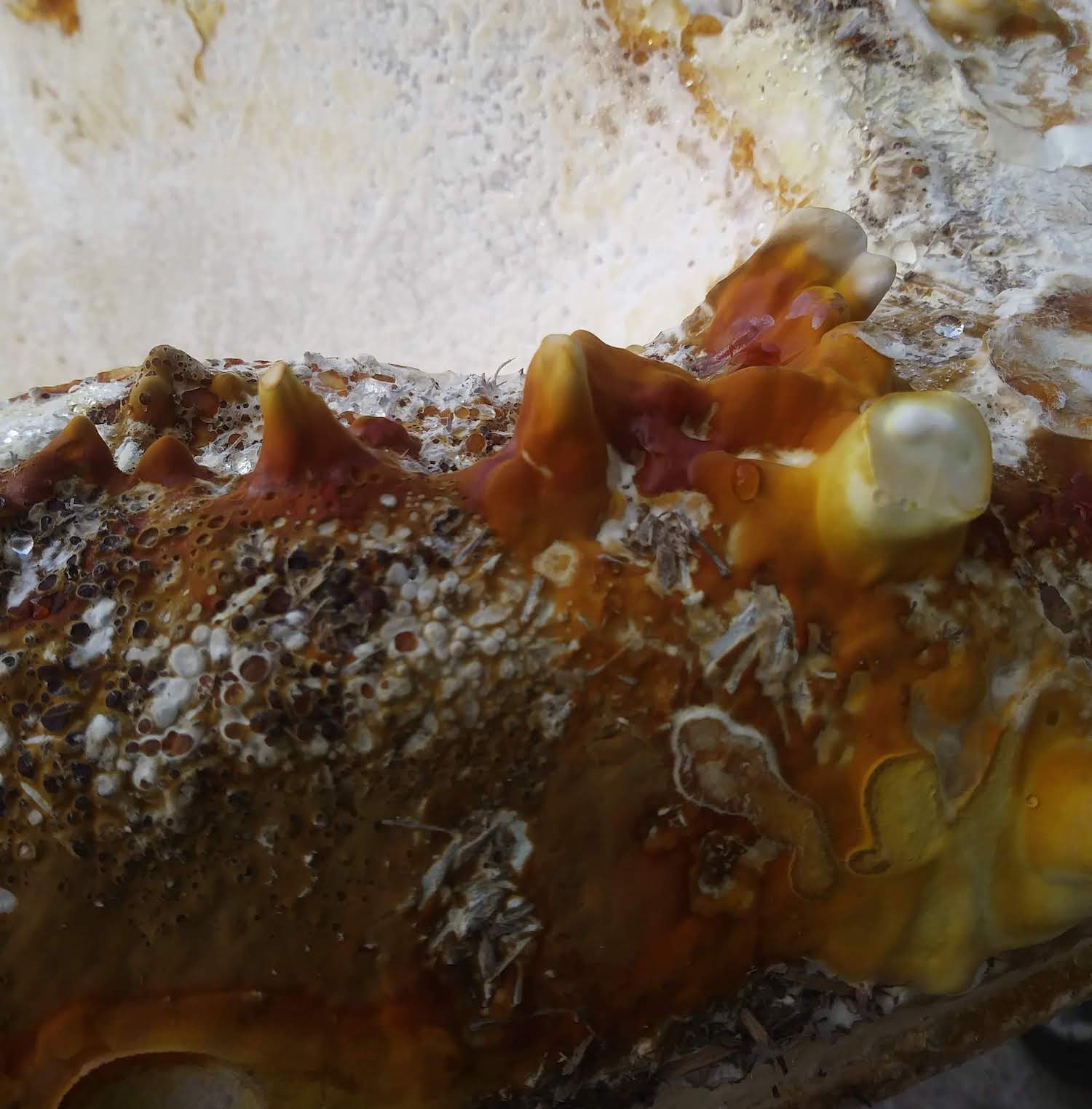 A 7.5-feet-long mushroom canoe demonstrates the powerful versatility of mycelium A 7.5-feet-long mushroom canoe demonstrates the powerful versatility of mycelium