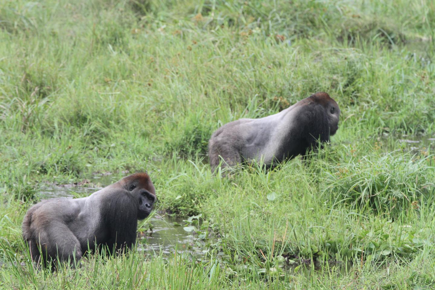 New Study on Gorillas Could Help Understand the Origins of Human Social Evolution New Study on Gorillas Could Help Understand the Origins of Human Social Evolution