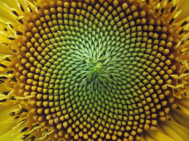 Sunflower seeds Sunflower seeds