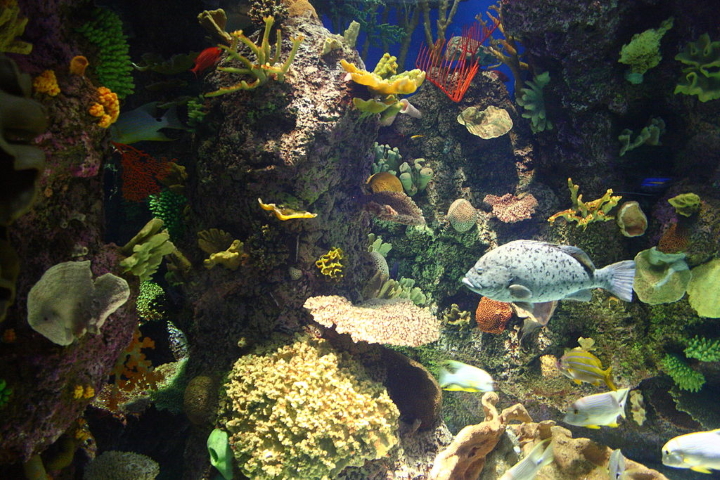 Wild Reef at Shedd Aquarium Wild Reef at Shedd Aquarium