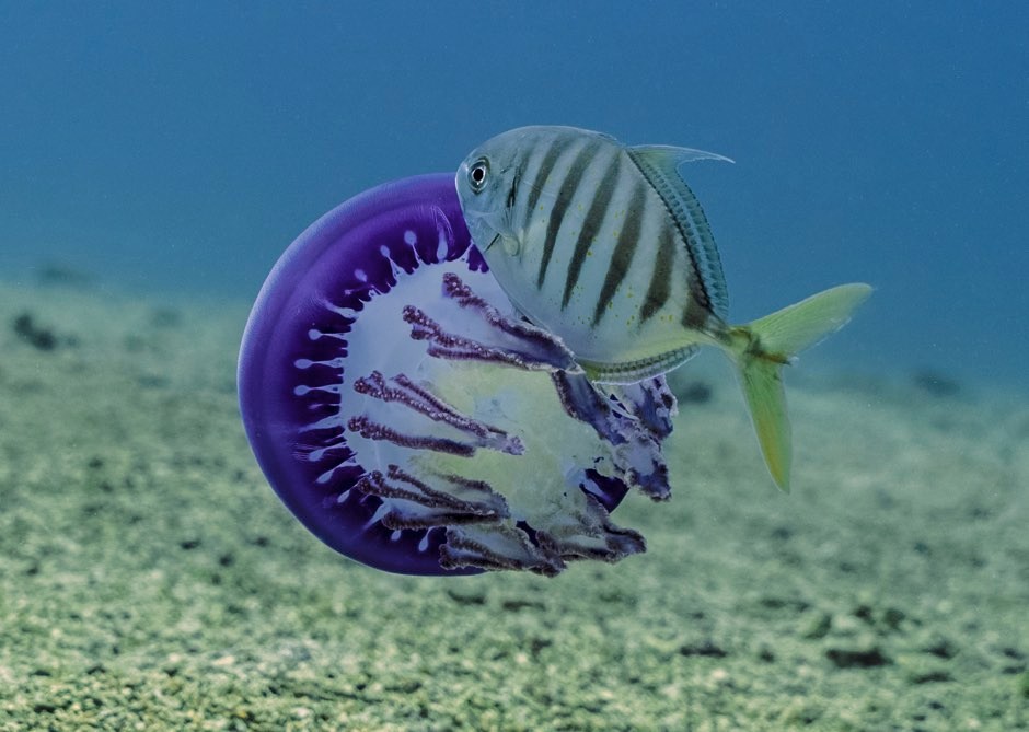 Jes Fish The Royal Society Announces Best Science Photos Of The Year