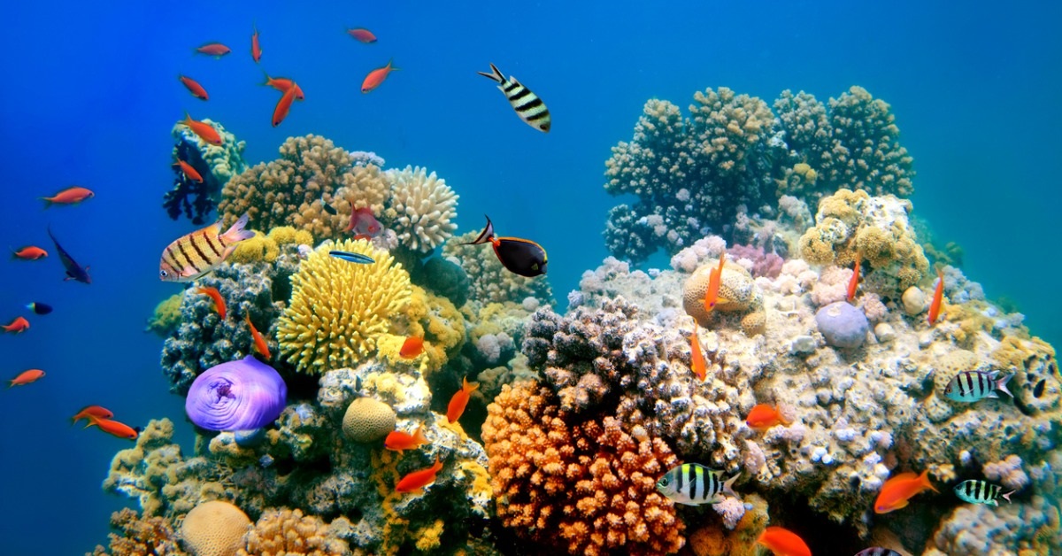 Researchers Use 3D Printed Coral to Help Homeless Fish