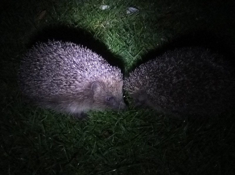 uv vision hedgehog
