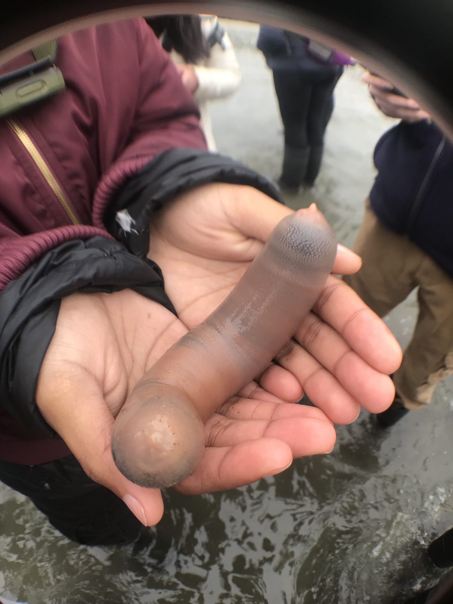 Drakes Beach in California Invaded by Penis Fish