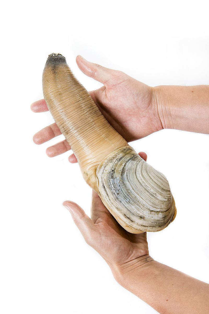animals youve never heard of geoduck