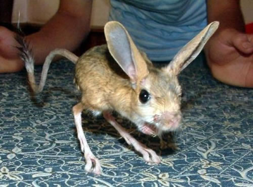 animals youve never heard of jerboa