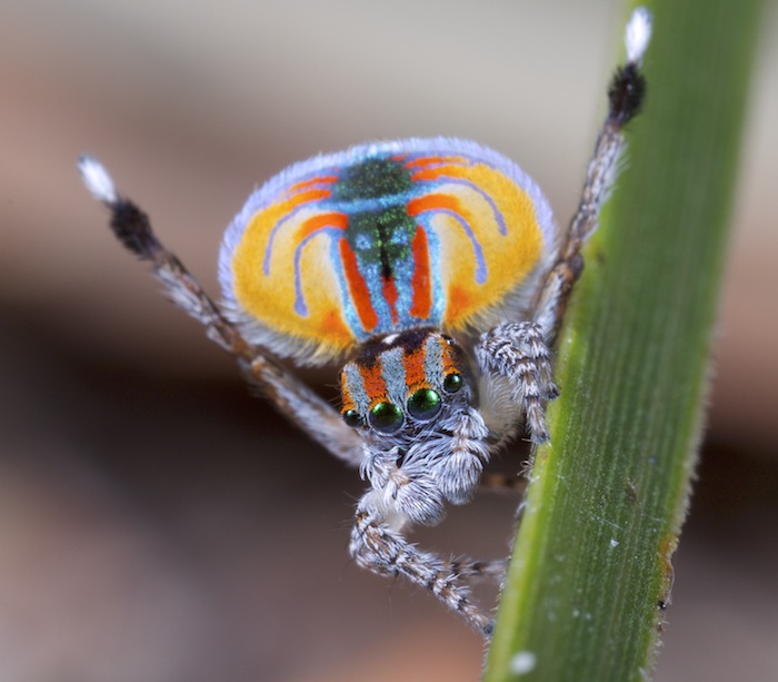 animals youve ever head of peacock spider