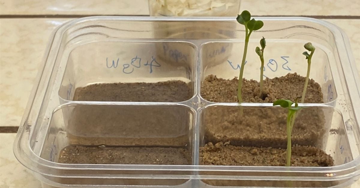 It's Possible to Grow Radishes on the Moon, Finds NASA Scientist