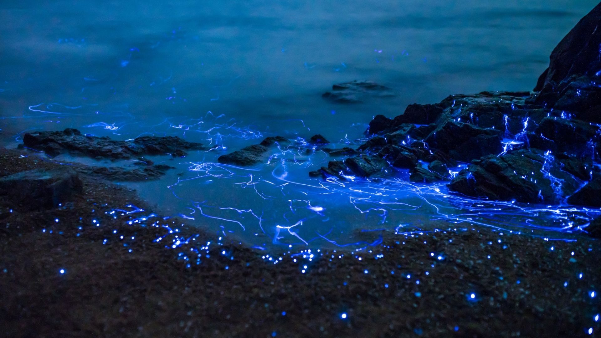 Natural Lighting What Exactly Is Bioluminescence and How Does It Work