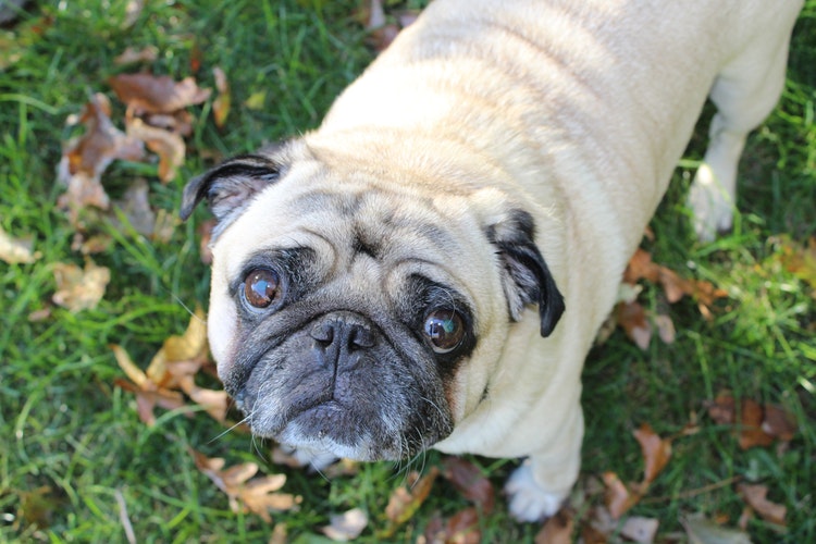 Cute by Design: A Scientific Explanation for the Puppy Dog Face Cute by Design: A Scientific Explanation for the Puppy Dog Face