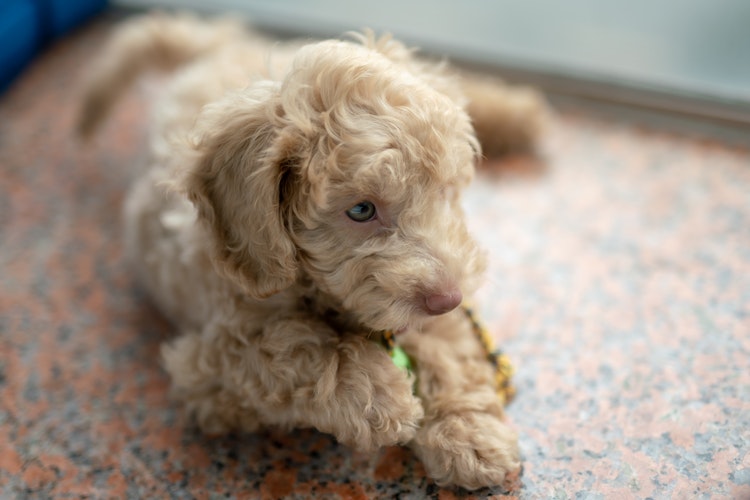 Cute by Design: A Scientific Explanation for the Puppy Dog Face Cute by Design: A Scientific Explanation for the Puppy Dog Face