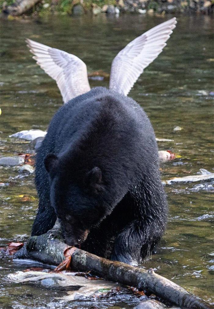 13 of the Most Unusual Photos of Wildlife Animals 13 of the Most Unusual Photos of Wildlife Animals