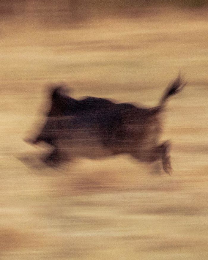 13 of the Most Unusual Photos of Wildlife Animals 13 of the Most Unusual Photos of Wildlife Animals