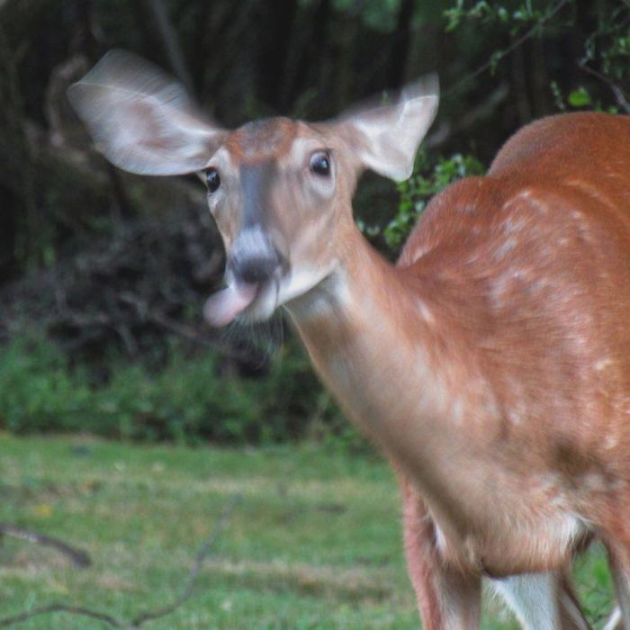 13 of the Most Unusual Photos of Wildlife Animals 13 of the Most Unusual Photos of Wildlife Animals