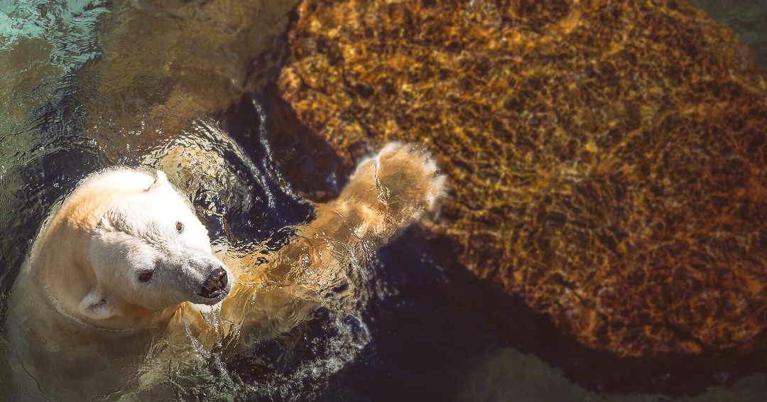 myths about antartica polar bears