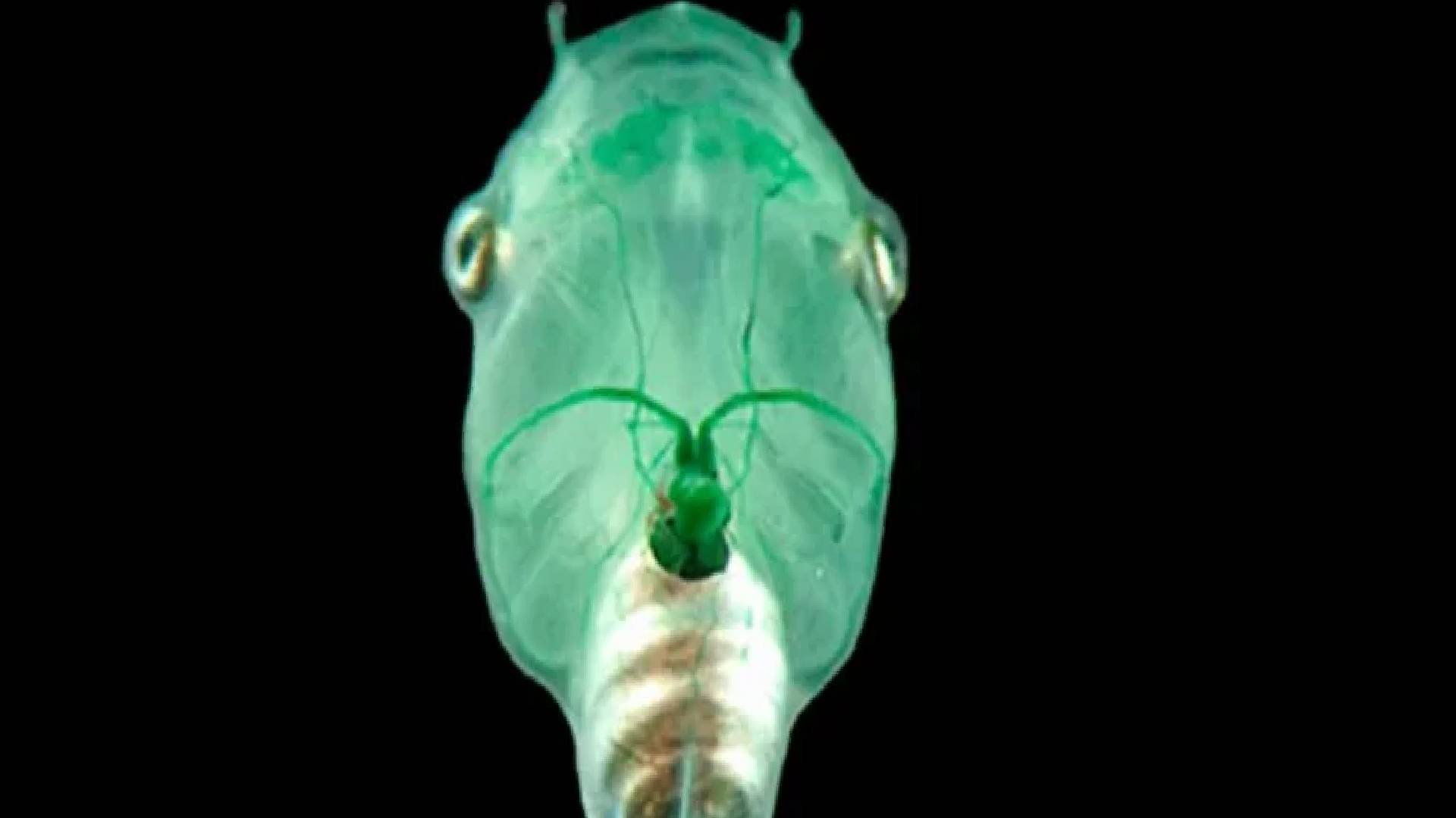 Inserting Algae Into Tadpoles Can Bring Their Brains Back Online