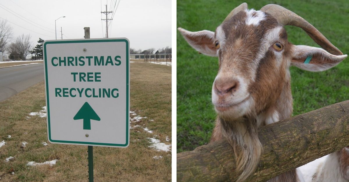 6 Ways You Can Reuse Your Christmas Tree After Holidays
