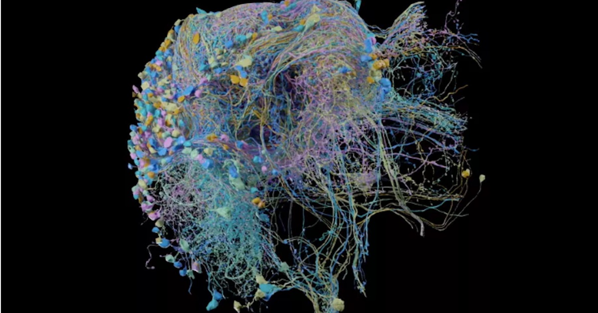 Google Assists in Publishing the Largest High-Res Image of Brain ...
