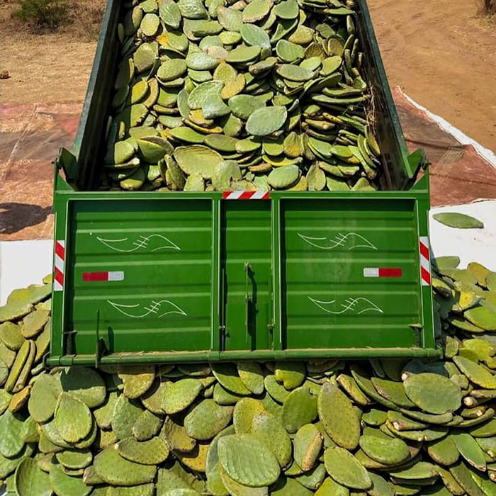 We Can Create Leather From Cacti to Save Animals and the Environment We Can Create Leather From Cacti to Save Animals and the Environment