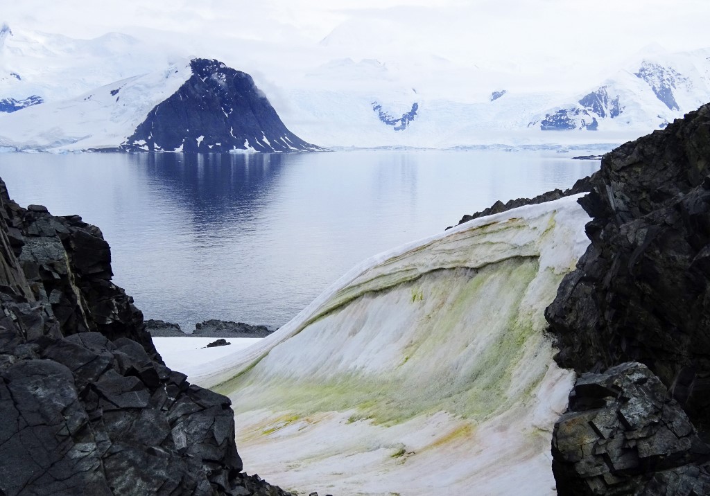 Antarctica is Turning Green, but What Are the Implications? Antarctica is Turning Green, but What Are the Implications?