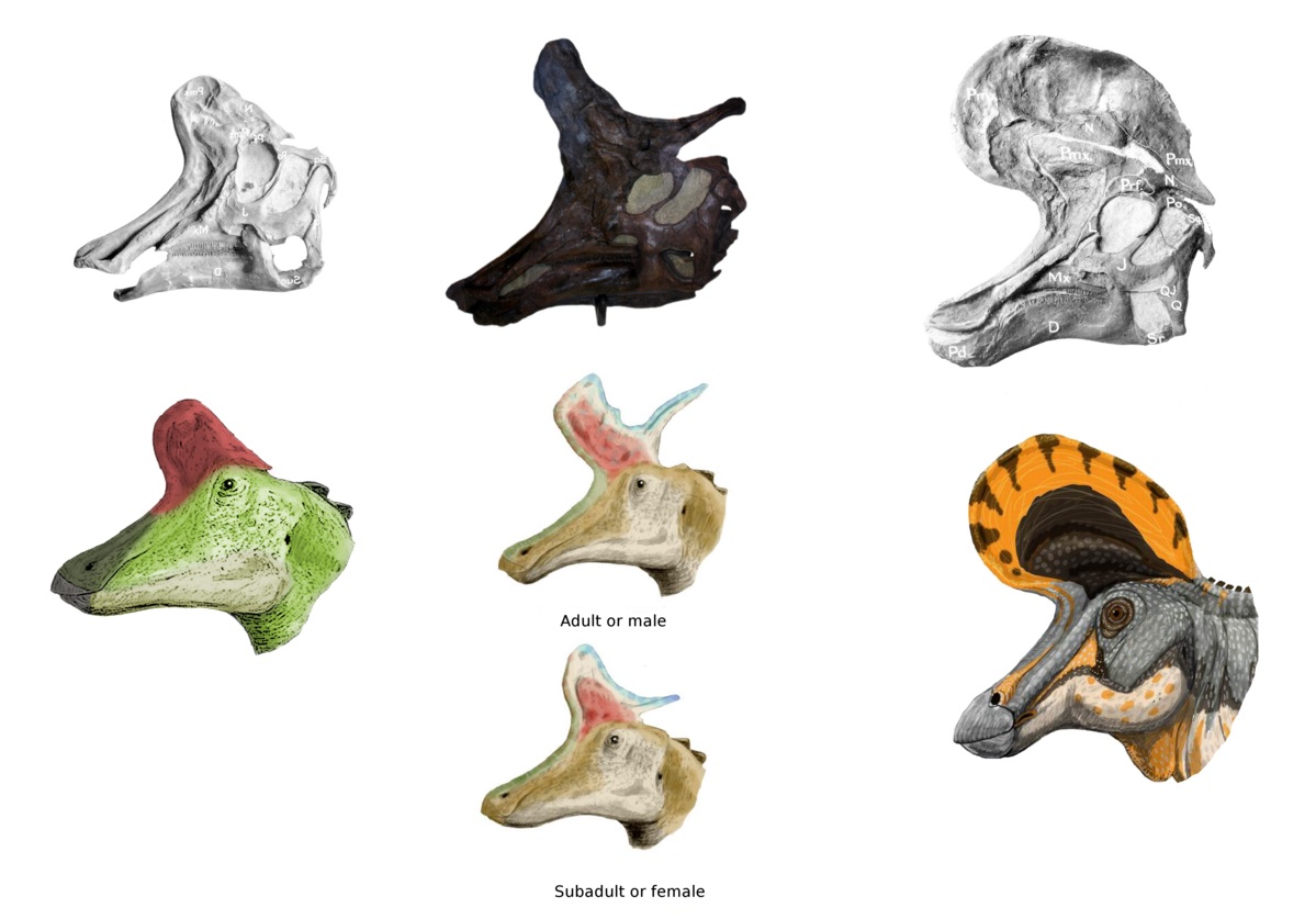 lifespan of a species lambeosaurs