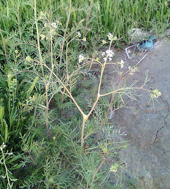 Silene stenophylla Silene stenophylla