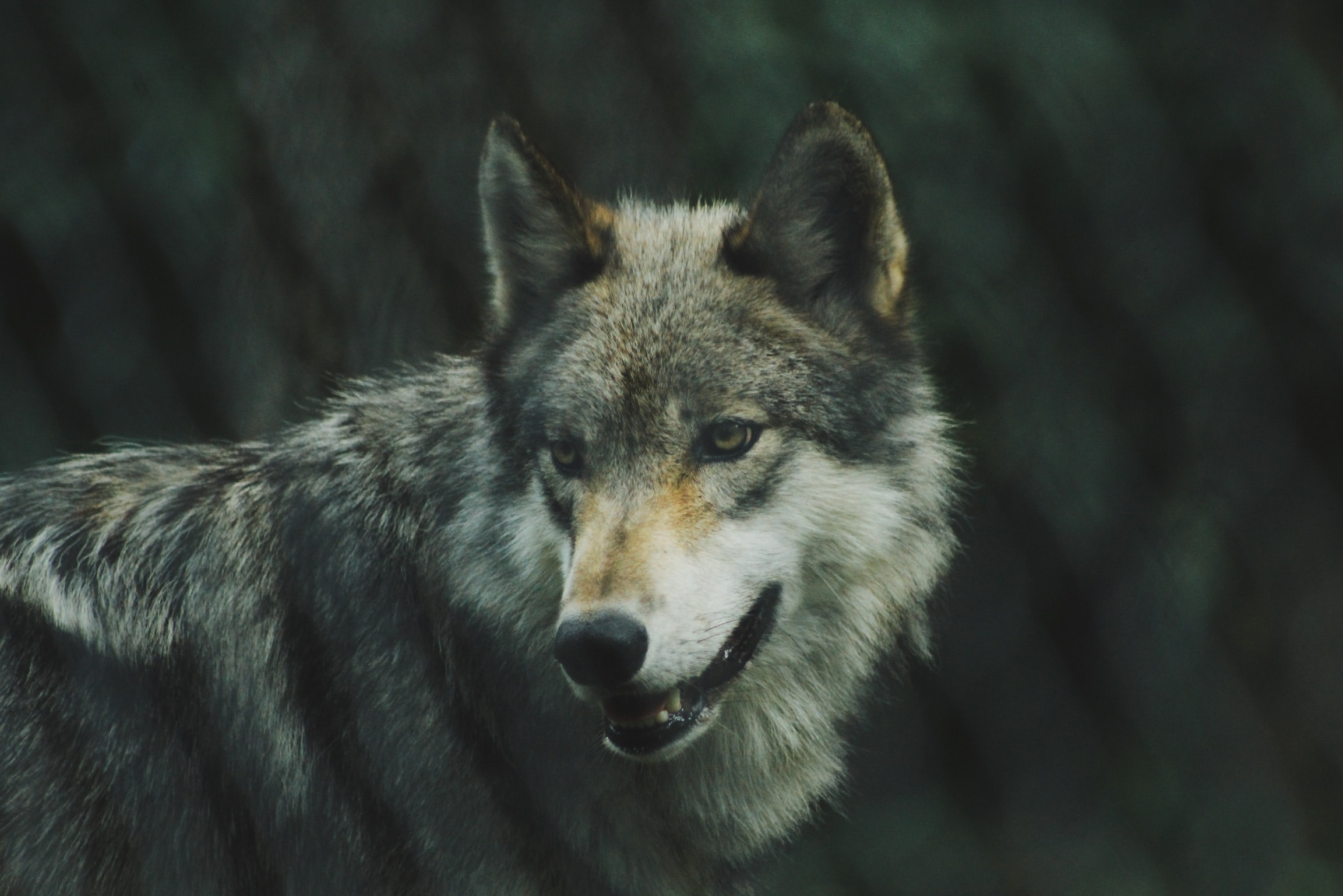 A gray wolf with rust-colored markings on its ears an nose stands in the wild.
