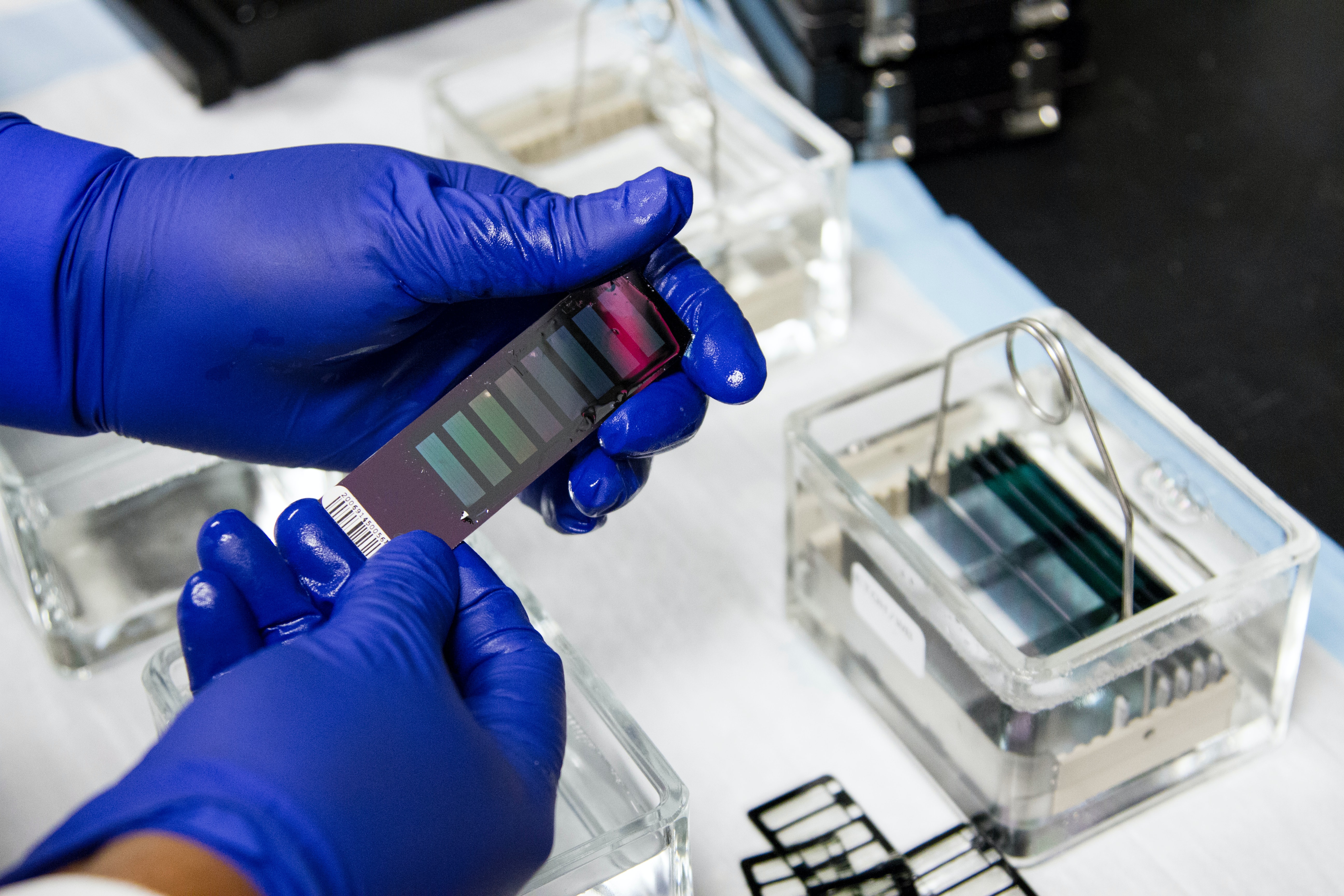 A lab technician with blue gloves hold's a strip of material with DNA sequencing information on it.