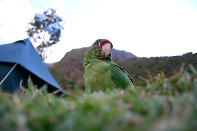 13 Animals given a new lease in life with prosthetics 13 Animals given a new lease in life with prosthetics