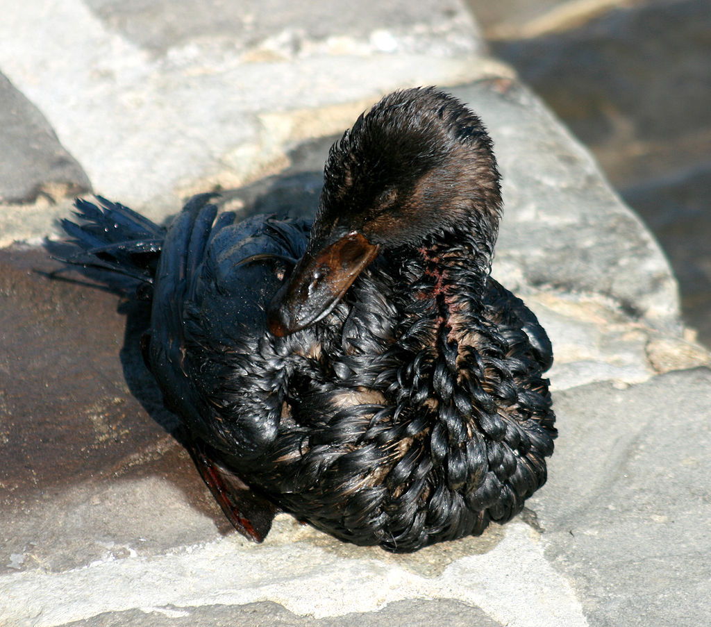 SS Wafra oiled birds