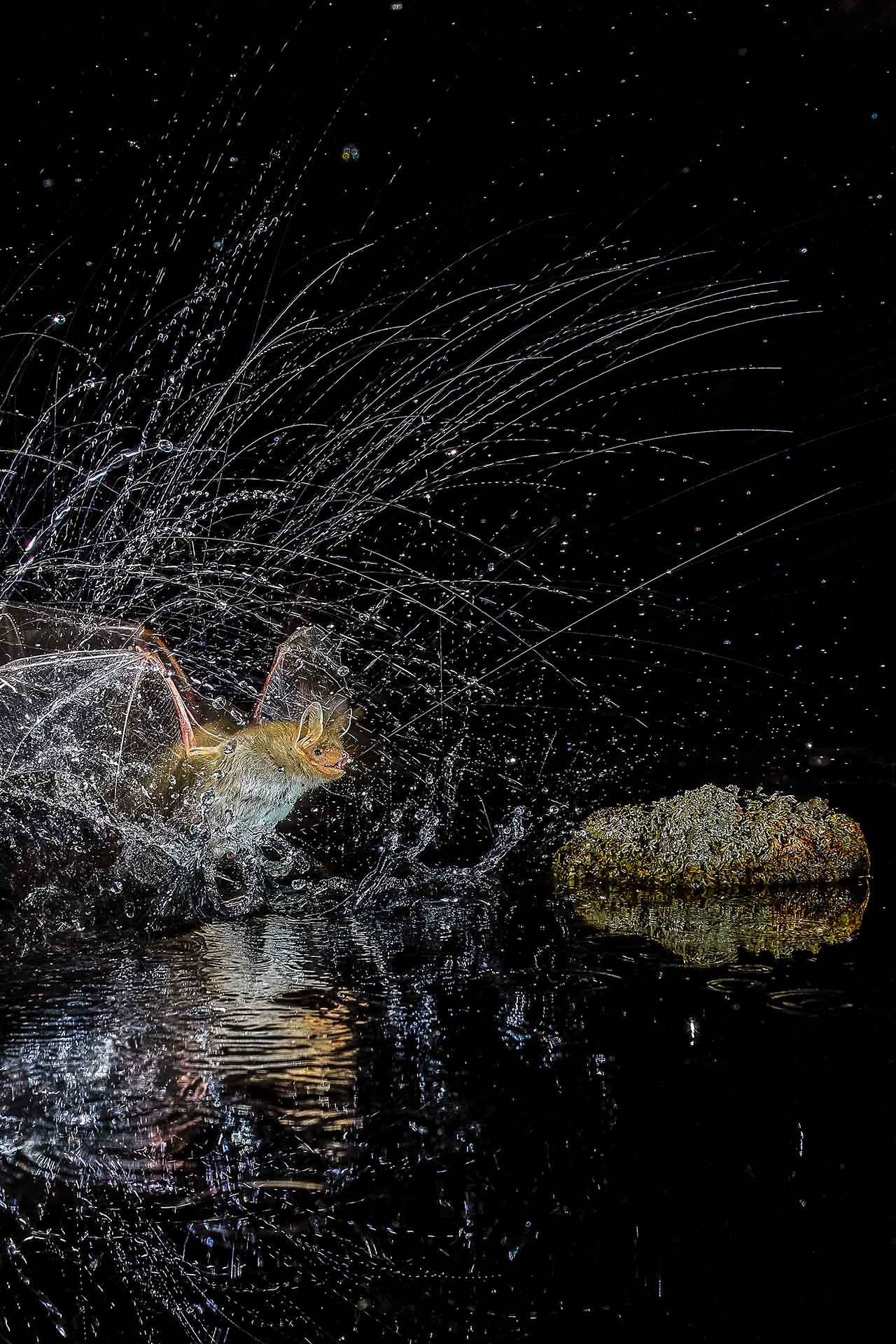 13+ Must-See Photographs From Nature Photographer of the Year 2020 13+ Must-See Photographs From Nature Photographer of the Year 2020