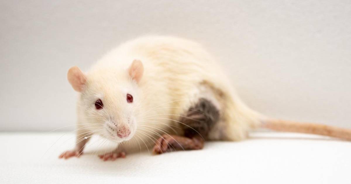 Newly Engineered Particles Trick The Body Into Accepting Transplanted Newly engineered particles trick the body into accepting transplanted