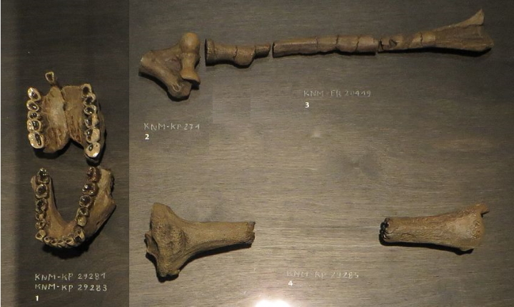 Australopithecus anamensis Australopithecus anamensis