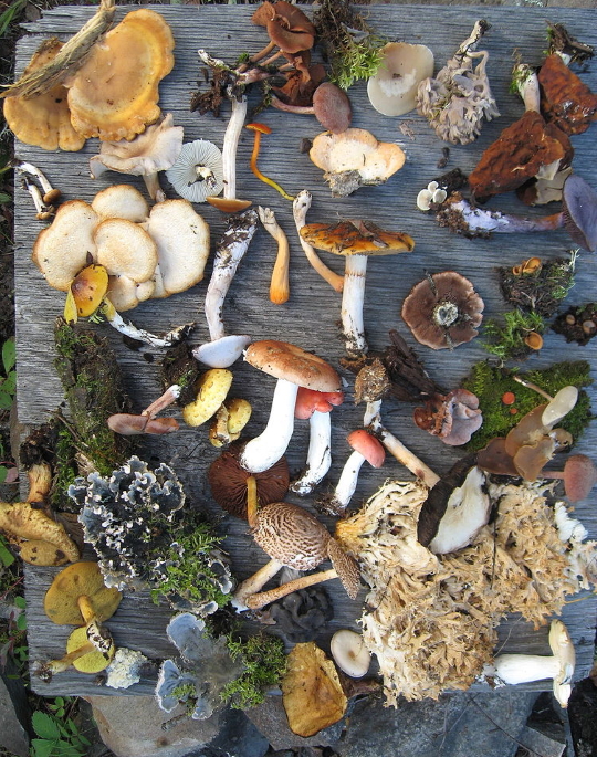 Biodiversity Biodiversity